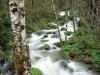 Delta Creek and Alders, Siskiyou National Forest